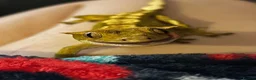 Gecko reptiles for sale: Tigger - crested gecko, need rehoming. in Sleaford - Advert 1