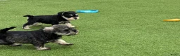 Miniature Schnauzer dogs for sale: 🐾 KC Registered Miniature Schnauzer Puppies 🐾 - Advert 7