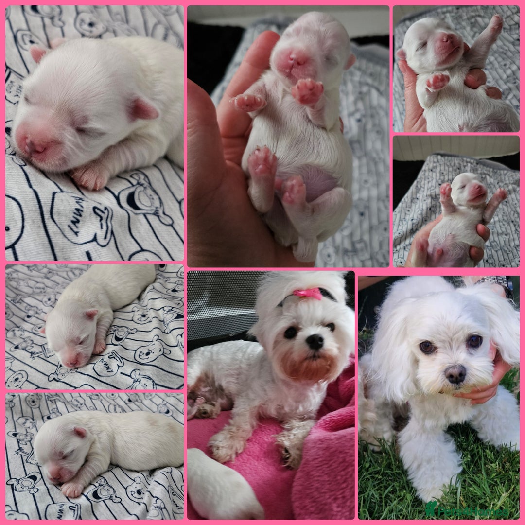 Maltese dogs for sale: MALTESE💖KC.Registered,5 generation pedigree🩵 🐩 - Image 12