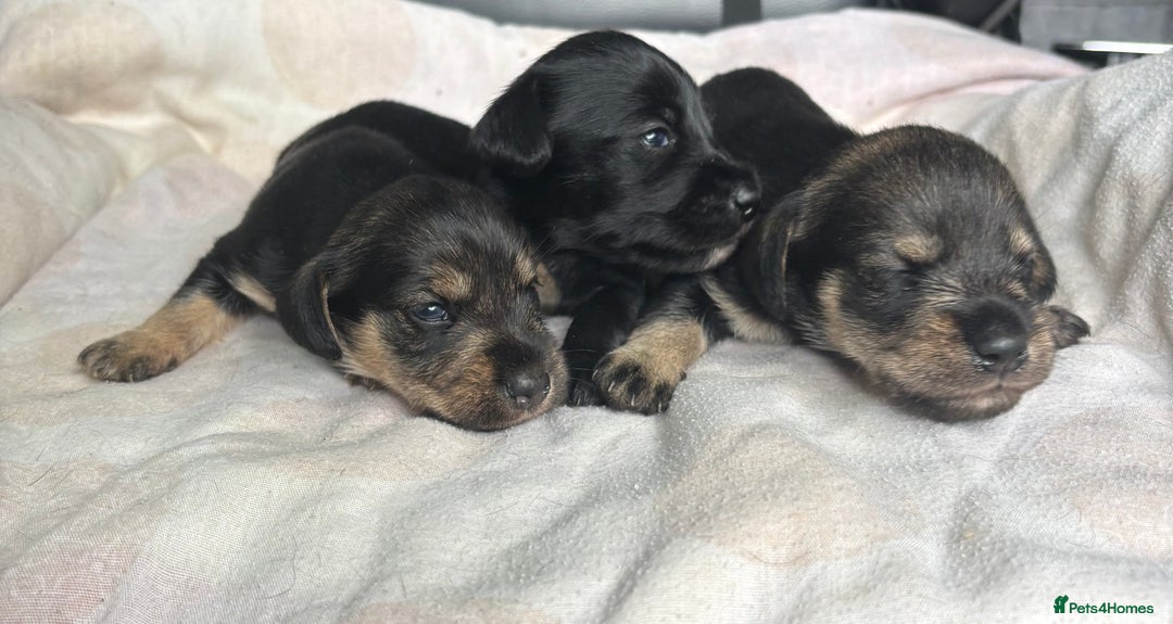 Mixed Breed dogs for sale: SCHNOXIES (MINI DAXI CROSS MINI SCHNAUZER) - Image 11
