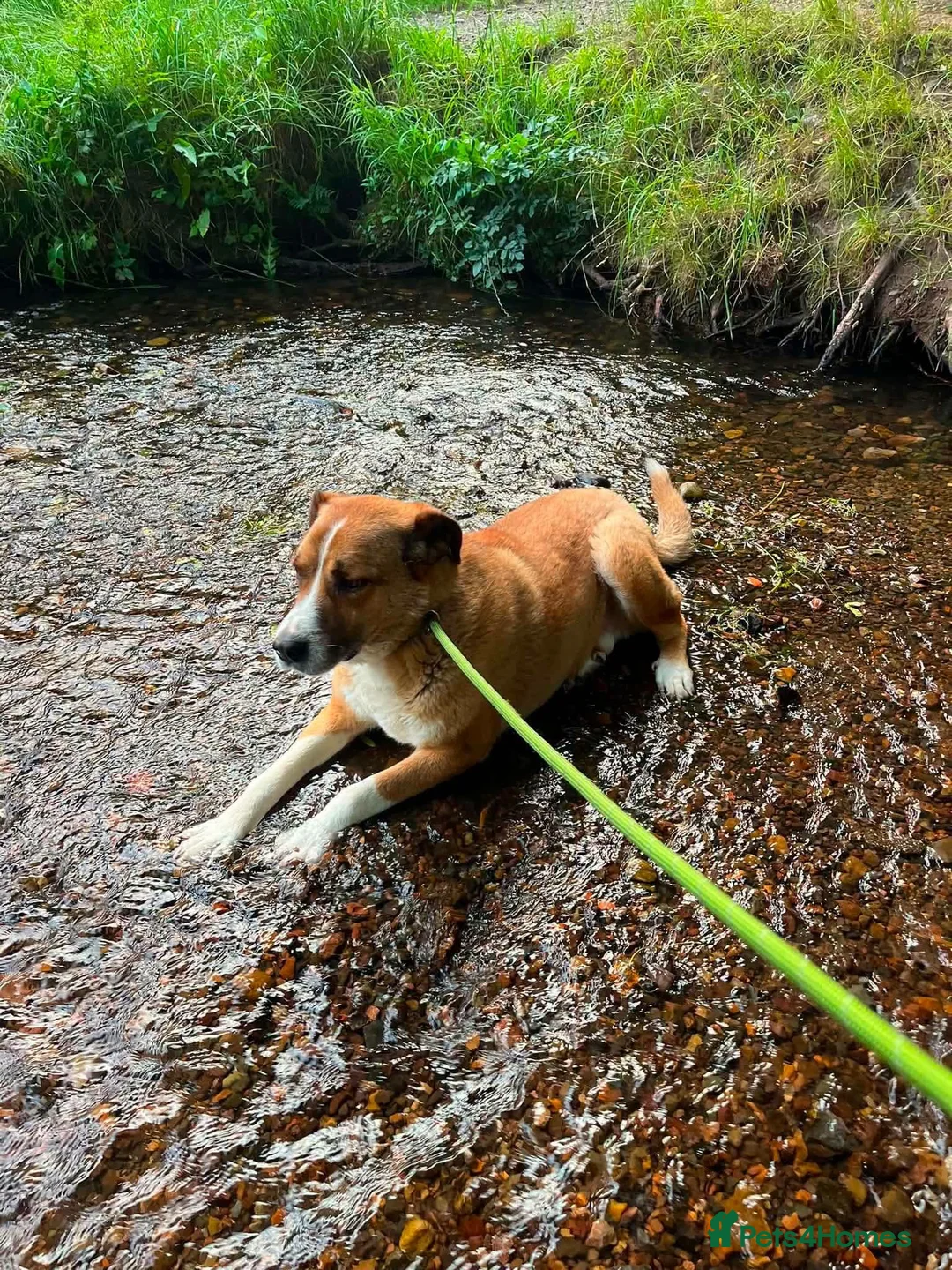 Mixed Breed dogs for adoption: Meet Duke 🐾 - Advert 5
