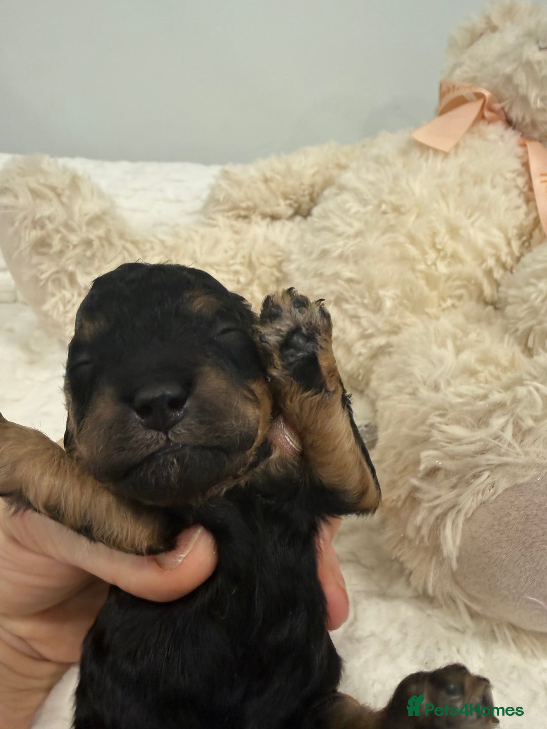 Cavapoo dogs for sale: Beautiful f1b. Black, black & Tan full DNA clear.  - Advert 14