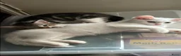 Mixed Breed cats for sale: 4 beautiful kittens 🐾 - Advert 5