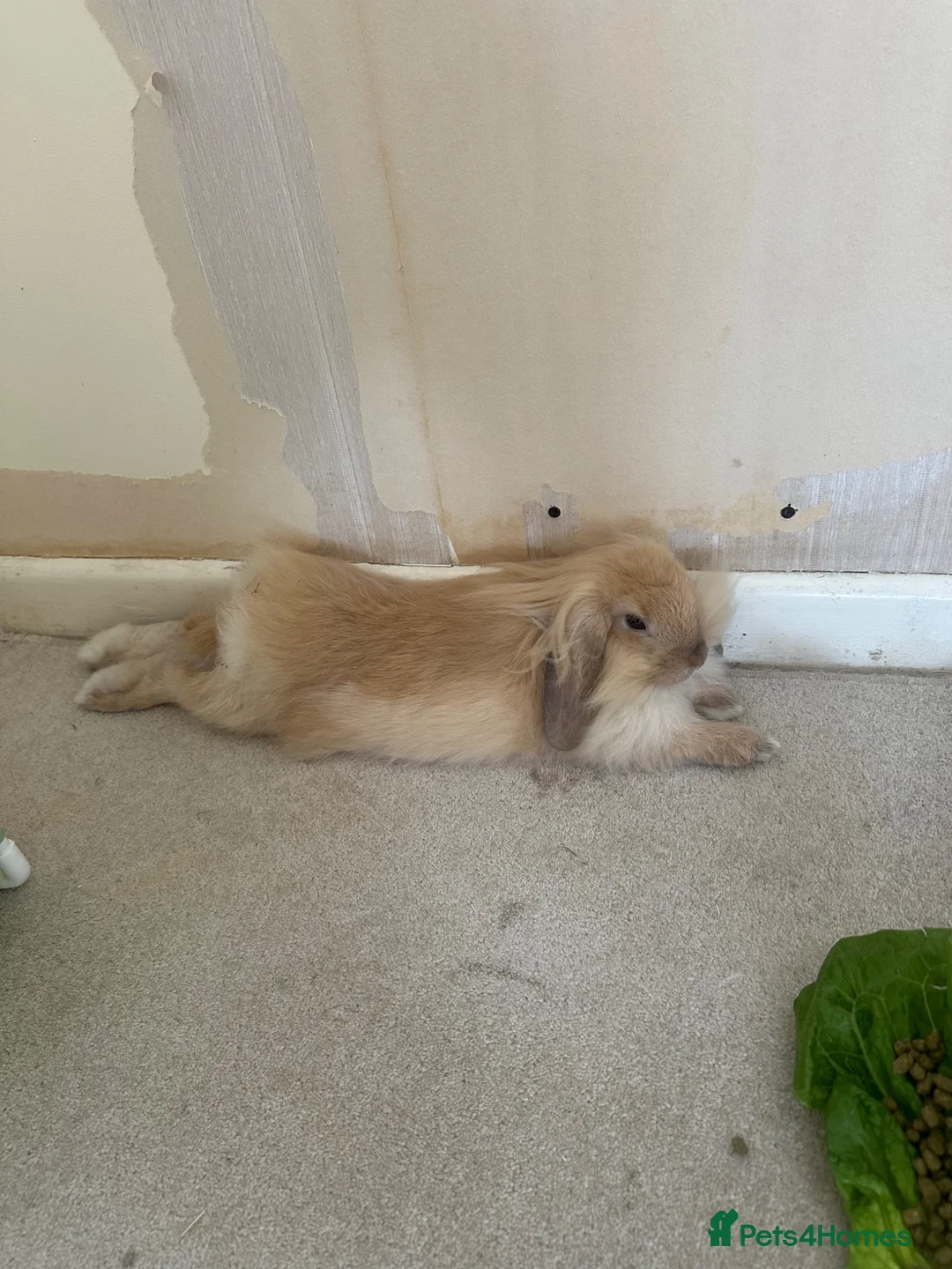 Mini Lop rabbits for sale: Two beautiful teddy werg / mini lop sisters  in Waterlooville - Advert 2