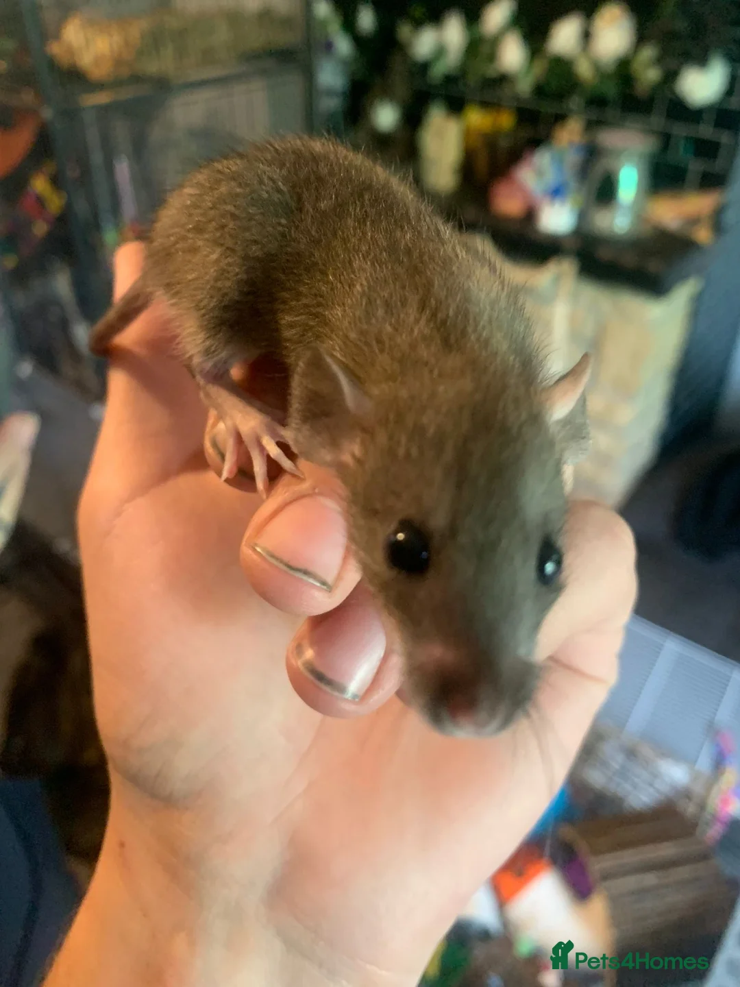 Rat rodents for sale: Dumbo Dwarf Rats - Advert 8