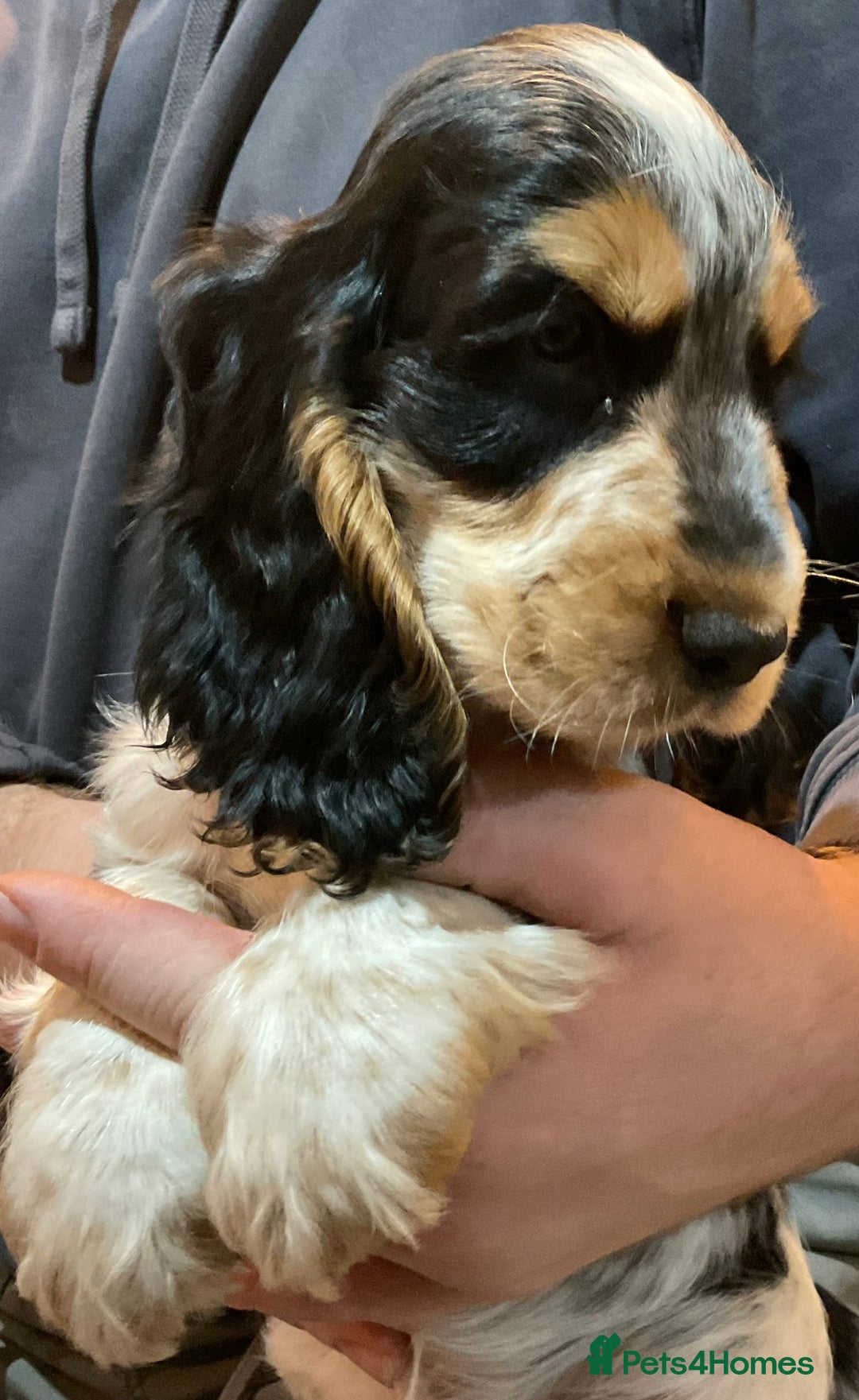 Cocker Spaniel dogs for sale: Blue roan tan cocker spaniel puppies  - Advert 4