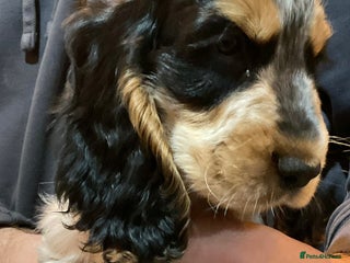 Cocker Spaniel dogs Blue roan tan cocker spaniel puppies - Advert 13