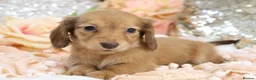 Miniature Dachshund dogs for sale: KC Longhair Miniature Dachshund Puppies - Advert 25
