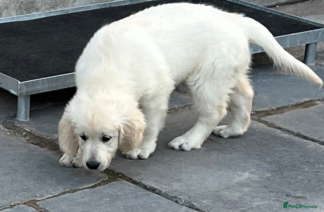 Golden Retriever dogs for sale: Stunning Puppies Ready Now (Updated pics) - Image 23