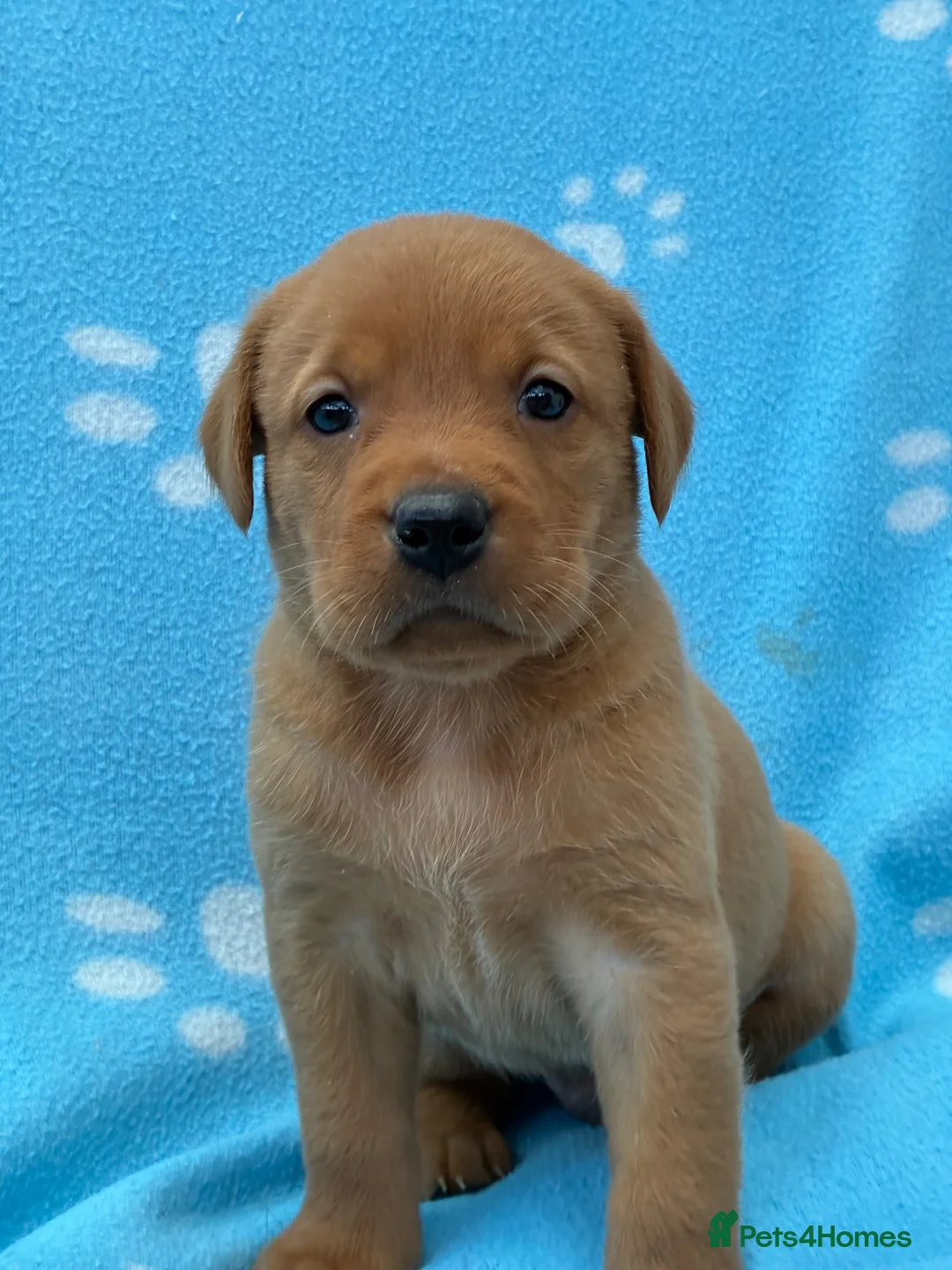 Labrador Retriever dogs for sale: KC Labrador Puppies Available  - Advert 15