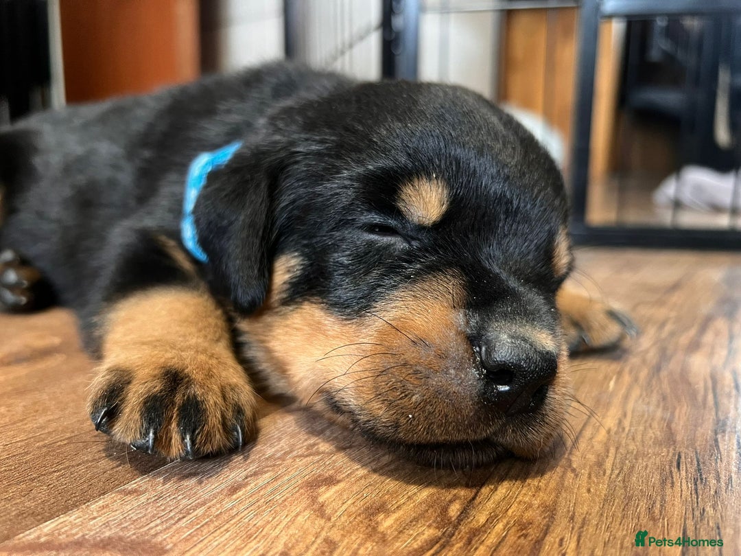 Rottweiler dogs for sale: Super chunky Rottweiller puppies  - Image 3
