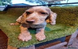 Cocker Spaniel dogs for sale: KC Registered Pure Show Type Cocker Spaniels  - Image 6