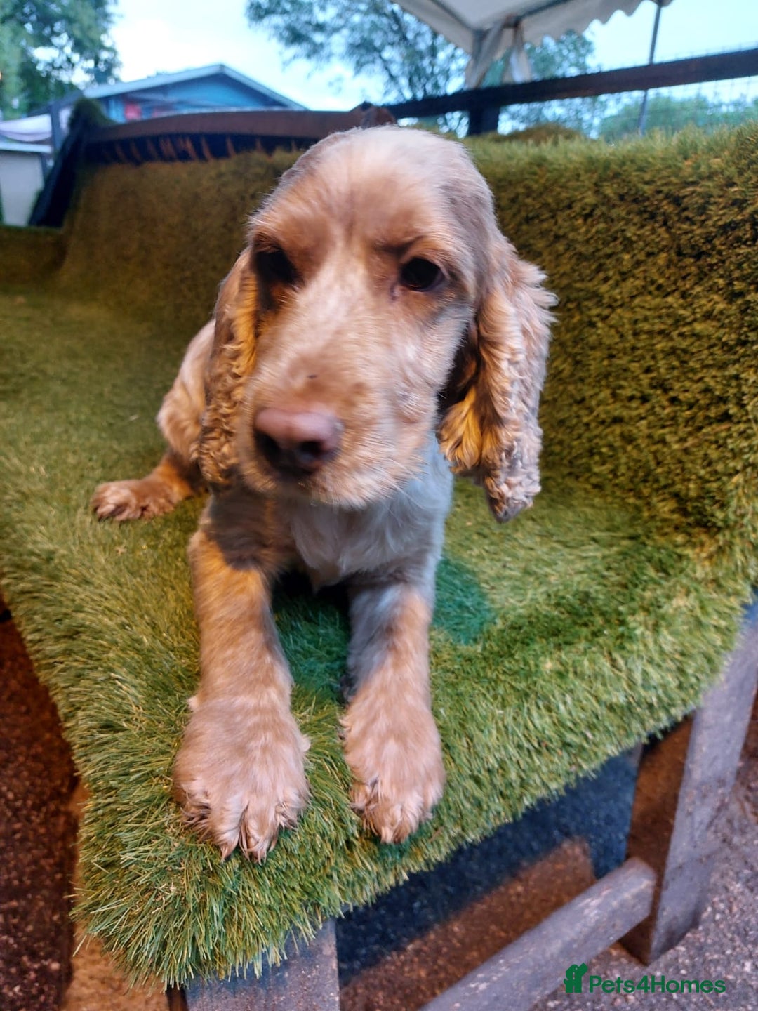 Cocker Spaniel dogs for sale: KC Registered Pure Show Type Cocker Spaniels  - Image 6