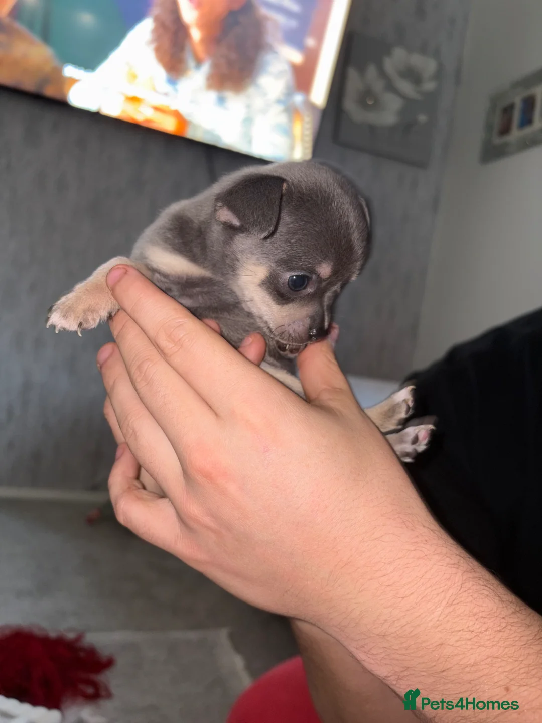 Chihuahua dogs for sale: chihuahua puppies in Bristol - Advert 2