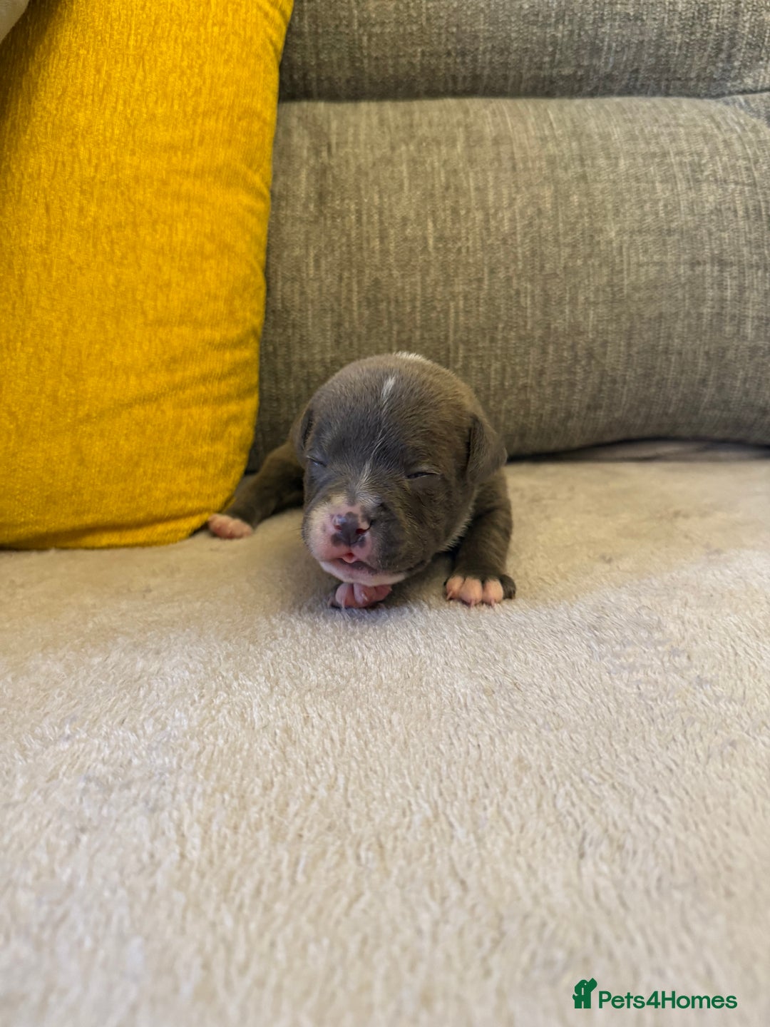 Staffordshire Bull Terrier dogs for sale: 7 BEAUTIFUL STAFFY PUPS SIRED BY CH FIGO - Image 4