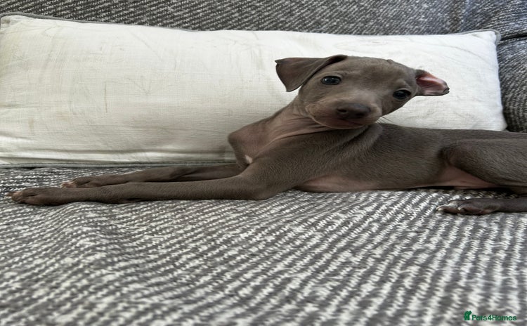 Italian Greyhound dogs - Advert 4