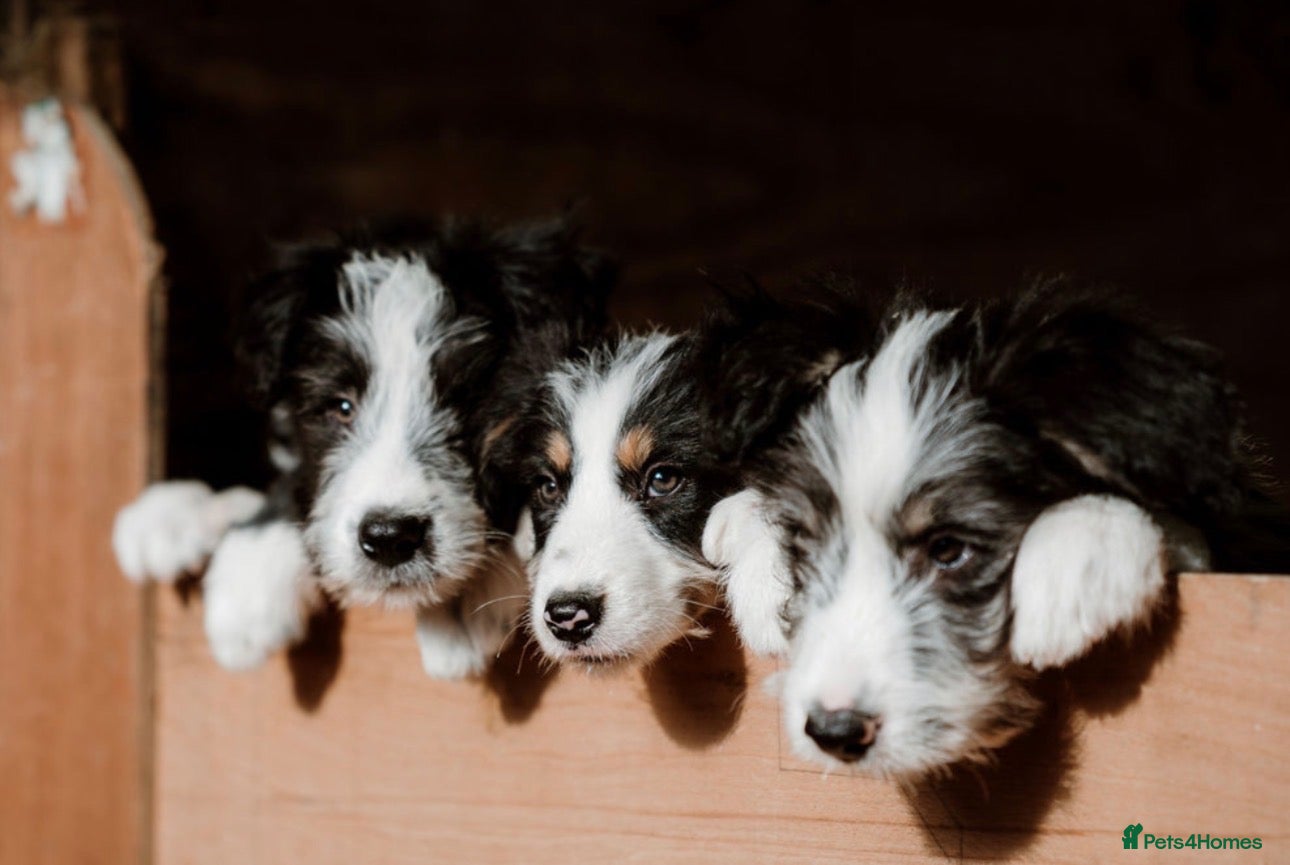 Mixed Breed dogs Bearded x Border Puppies - Advert 4