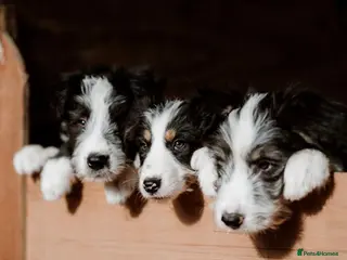 Mixed Breed dogs Bearded x Border Puppies - Advert 4