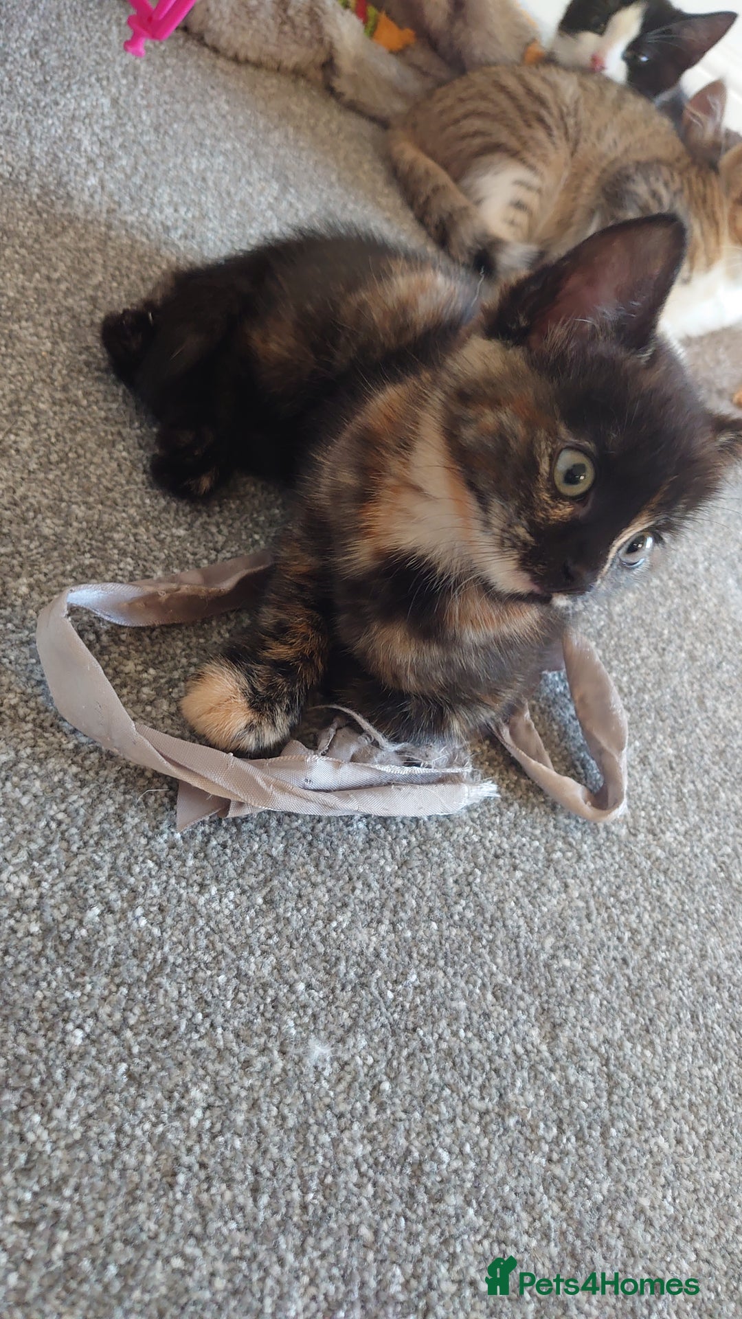 Mixed Breed cats for sale: Kittens ready now - Advert 10