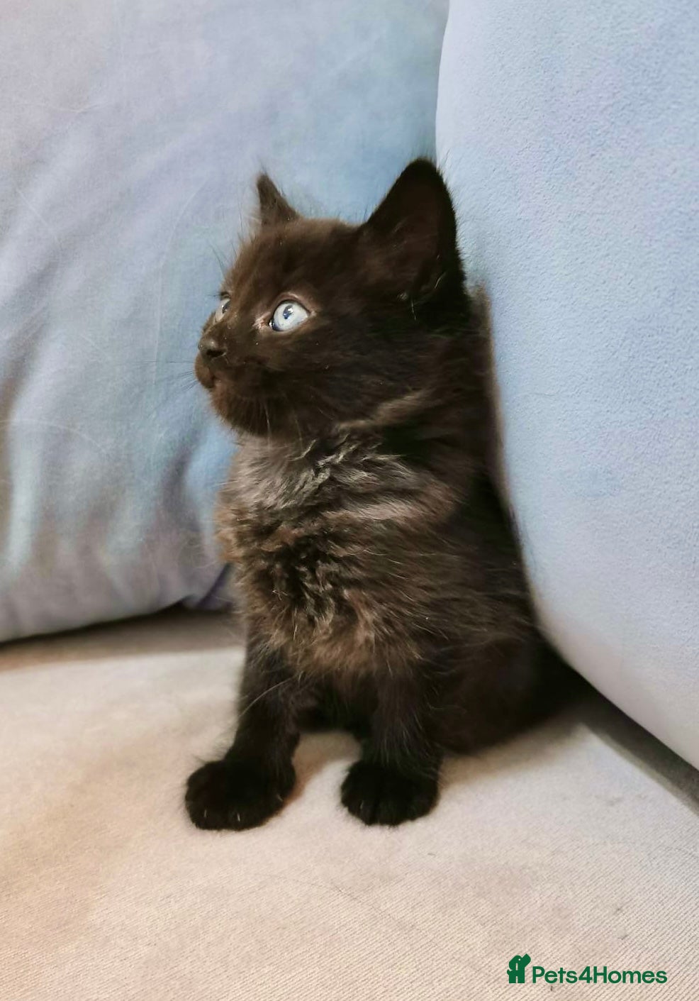 Maine Coon cats Black Maine Coon Kittens - Advert 1