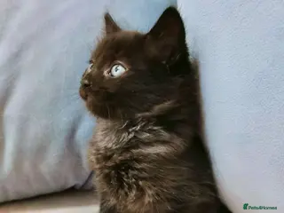 Maine Coon cats Black Maine Coon Kittens - Advert 1