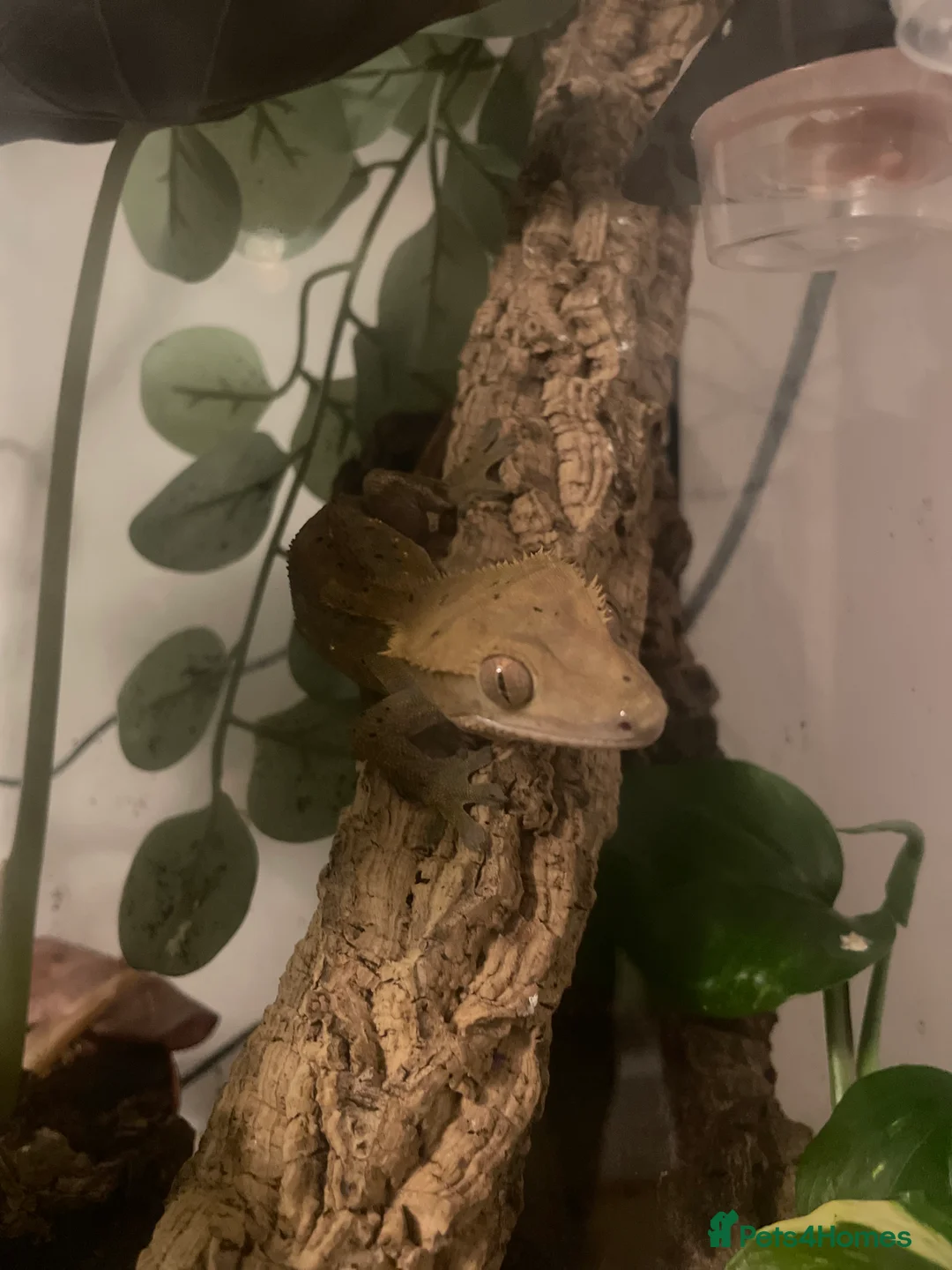 Gecko reptiles for sale: crested gecko for rehoming  - Advert 2