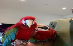 Macaws birds for sale: Greenwing Macaw - Gentle Giant, Very Talkative! - Image 7
