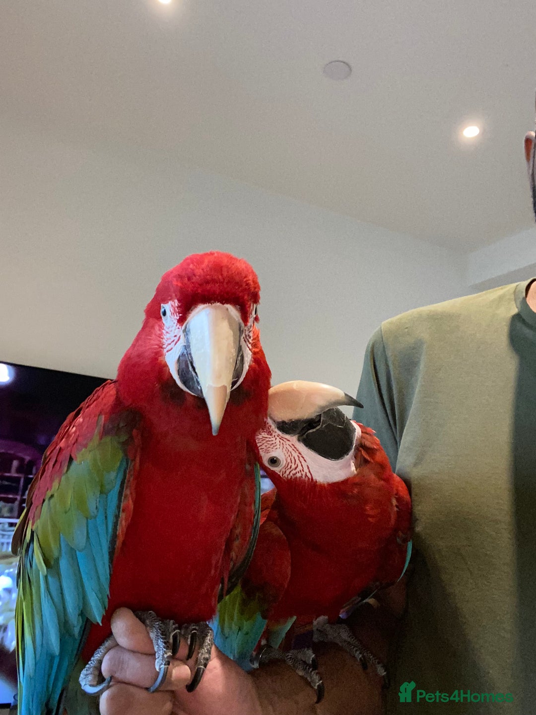 Macaws birds for sale: Greenwing Macaw - Gentle Giant, Very Talkative! - Image 7