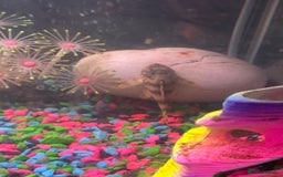 Plecos fish for sale: L015 candy stripped pleco - Image 8