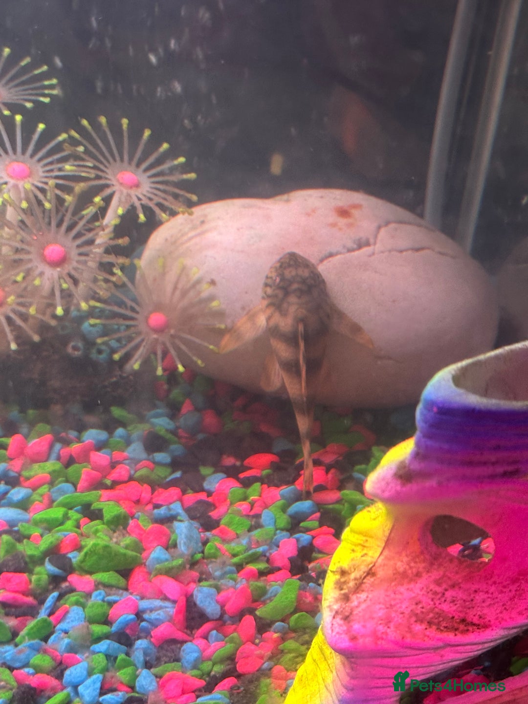 Plecos fish for sale: L015 candy stripped pleco - Image 8
