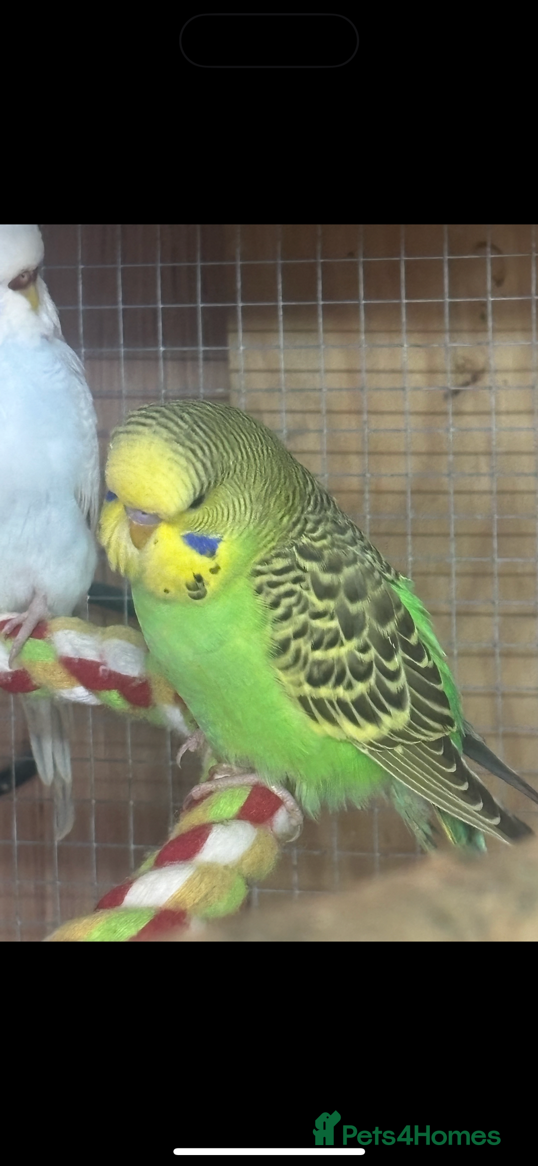 Mixed Breed birds for sale: Quakers, bourkes and budgies for sale  - Image 6