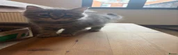 Siberian cats for sale: Two Siberian girls!! - Advert 12