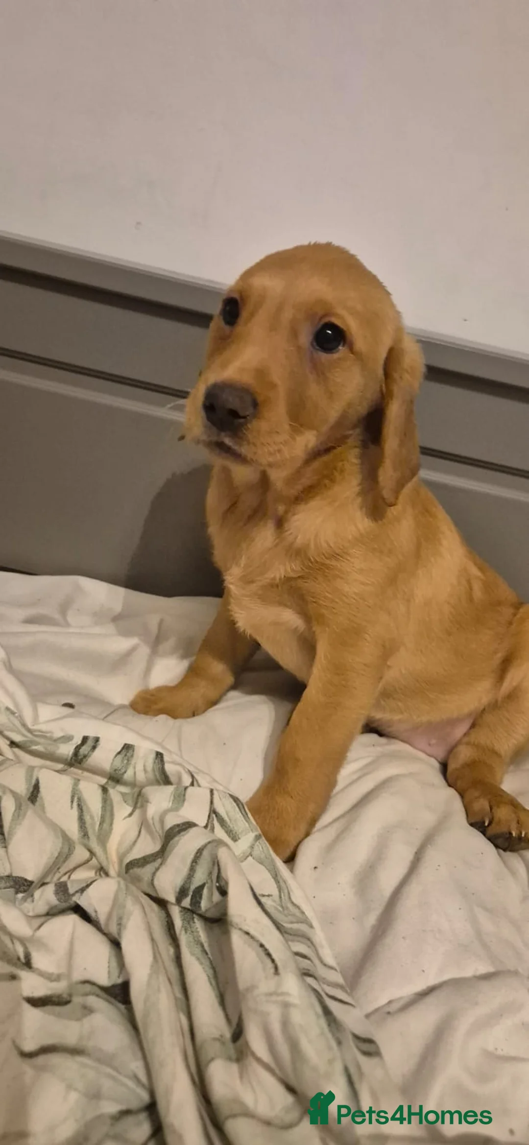 Labrador Retriever dogs for sale: Beautiful Labrador Puppies – Ready to Leave Now - Advert 2