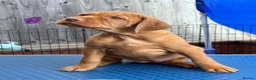Hungarian Vizsla dogs for sale: Pedigree Hungarian Wirehaired Vizsla puppies - Advert 12