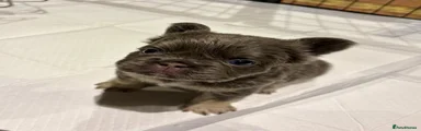 French Bulldog Puppy 1 full fluffy 