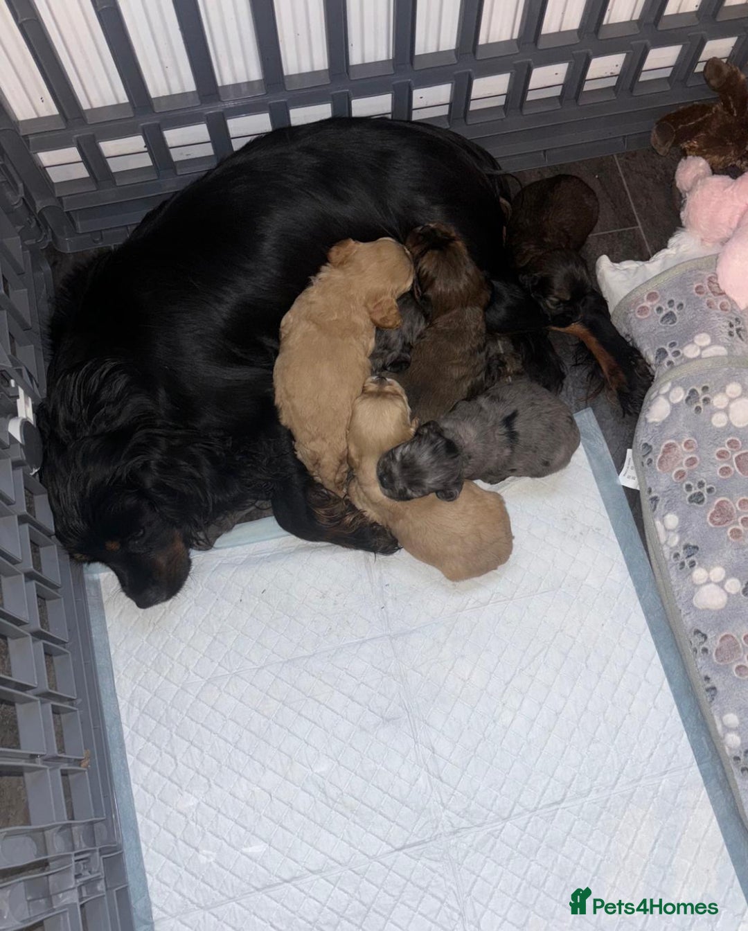 Cavapoo dogs for sale: Beautiful Cavapoo Puppies  - Image 3
