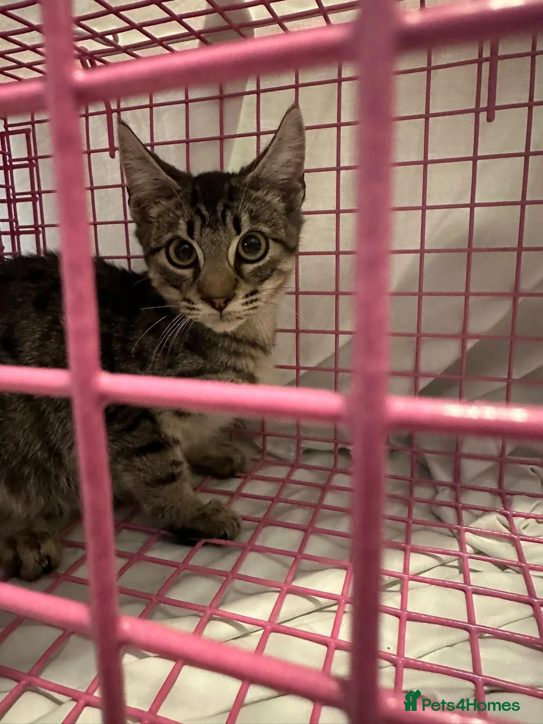 Mixed Breed cats for adoption: Cute Monty boy is looking for a home in Hook - Advert 2