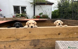 Labrador Retriever dogs for sale: KC registered working fieldtrial Labrador puppies  - Image 20