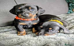 Dachshund dogs for sale: 🐾5 Beautiful Standard Dachshunds 🐾 - Image 9