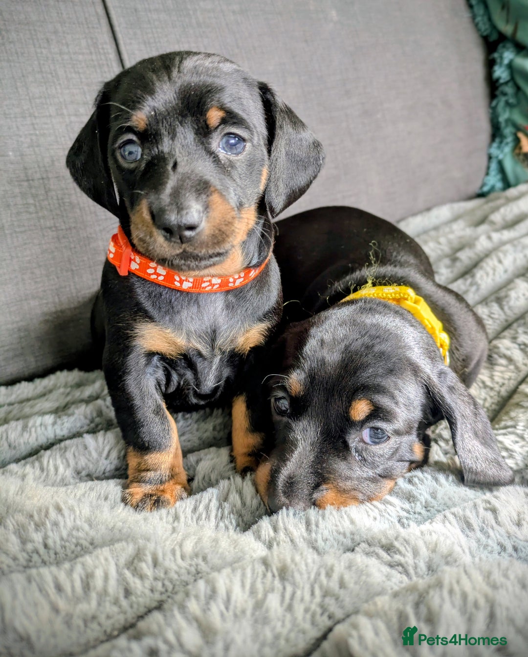 Dachshund dogs for sale: 🐾5 Beautiful Standard Dachshunds 🐾 - Image 9
