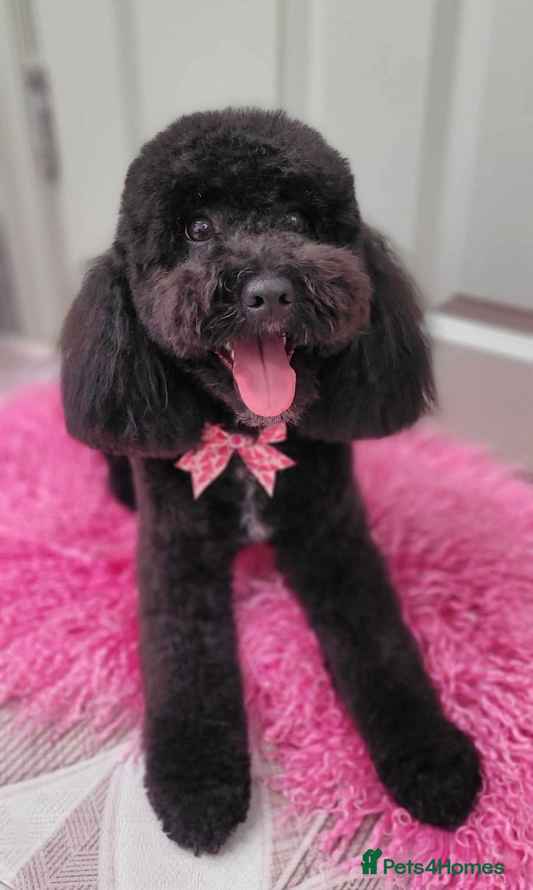 Cockapoo dogs for sale: Beautiful Cockerpoo F2b Puppies - Advert 2