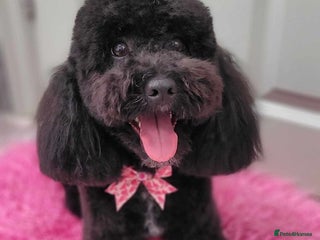 Cockapoo dogs Beautiful Cockerpoo F2b Puppies - Advert 10