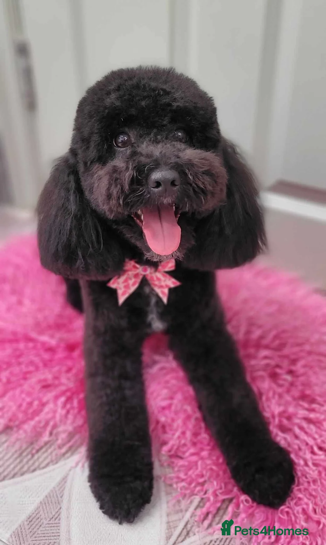 Cockapoo dogs for sale: Beautiful Cockerpoo F2b Puppies - Advert 1