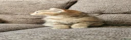 Mixed Breed cats for sale: Bengal x Scottish fold female kitten - Advert 3