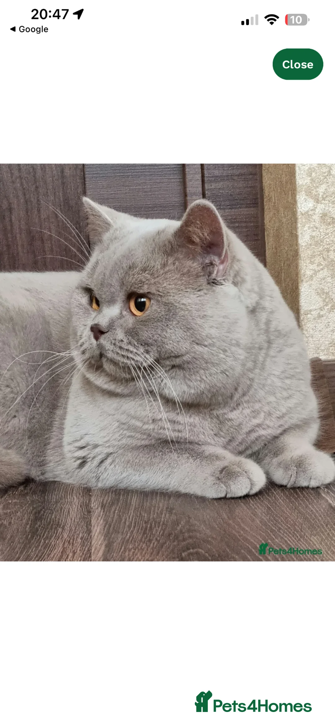 British Shorthair cats for sale: To be born soon waiting list is open  - Advert 14