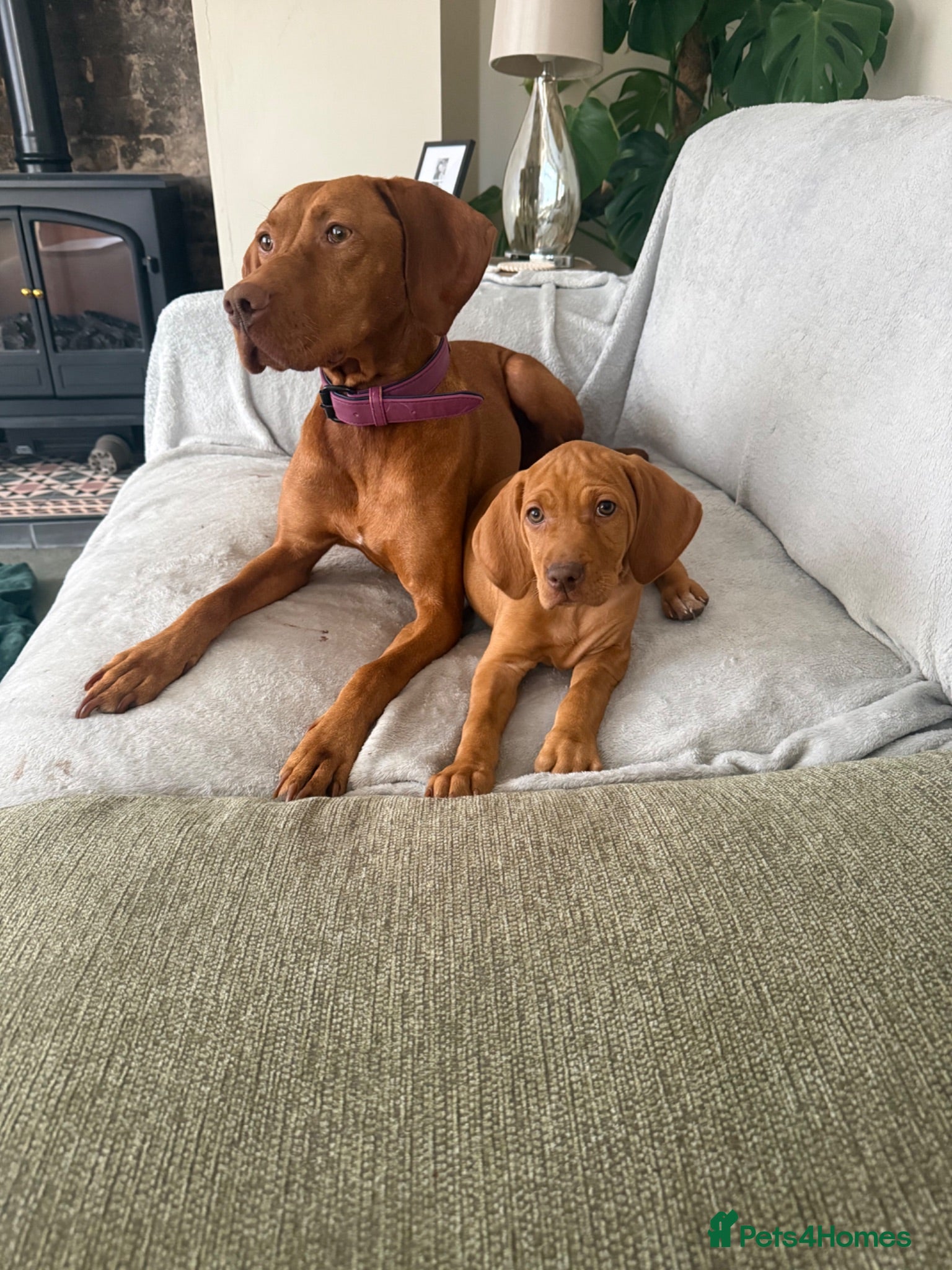 Hungarian Vizsla dogs KC Registered Hungarian Viszla litter  - Advert 6