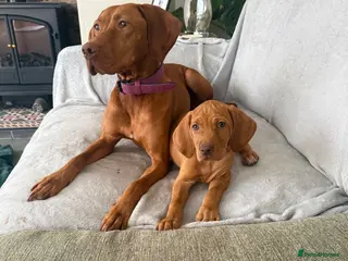 Hungarian Vizsla dogs KC Registered Hungarian Viszla litter - Advert 6