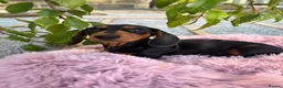 Miniature Dachshund dogs for sale: Puppy for Sale Outstanding KC Male Mini Dachshund  - Advert 33