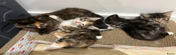 Domestic Shorthair cats for sale: 5 adorable playful kittens - Advert 8