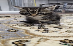 British Shorthair cats for sale: x6 Gorgeous Kittens looking for forever homes - Image 13